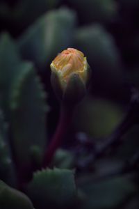 Preview wallpaper flower, bud, macro, dark