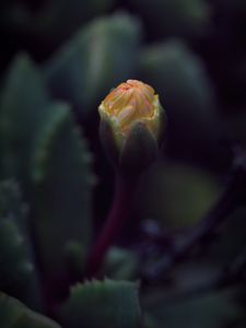 Preview wallpaper flower, bud, macro, dark