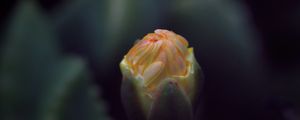 Preview wallpaper flower, bud, macro, dark