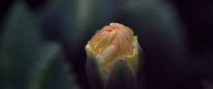 Preview wallpaper flower, bud, macro, dark