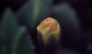 Preview wallpaper flower, bud, macro, dark