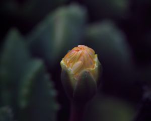 Preview wallpaper flower, bud, macro, dark