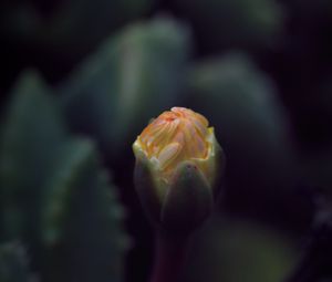 Preview wallpaper flower, bud, macro, dark