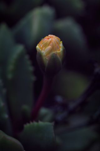 320x480 Wallpaper flower, bud, macro, dark
