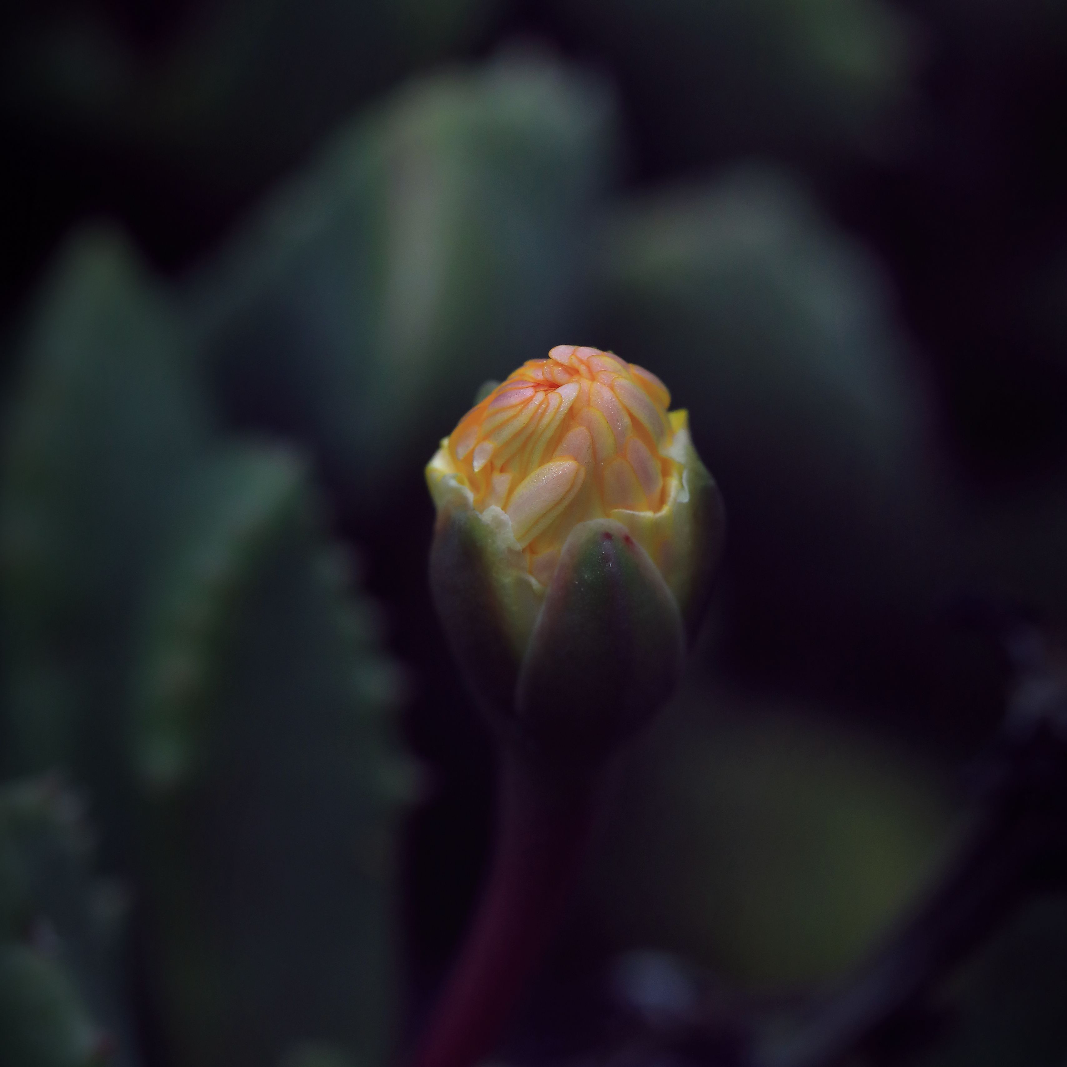 3415x3415 Wallpaper flower, bud, macro, dark