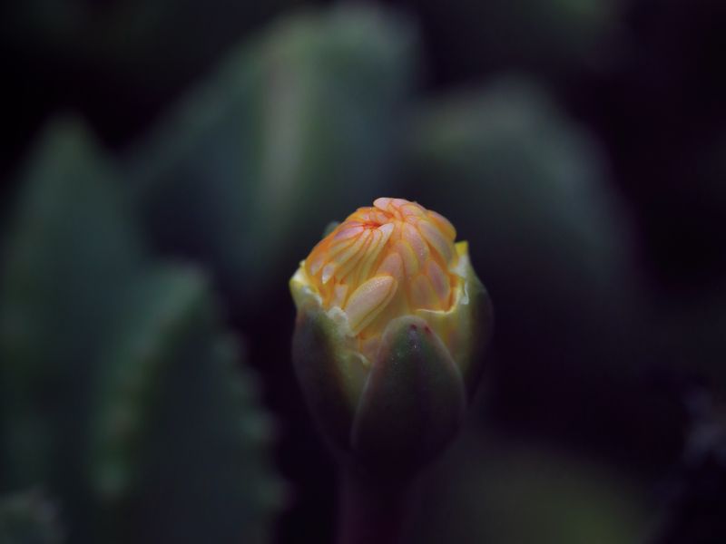 800x600 Wallpaper flower, bud, macro, dark