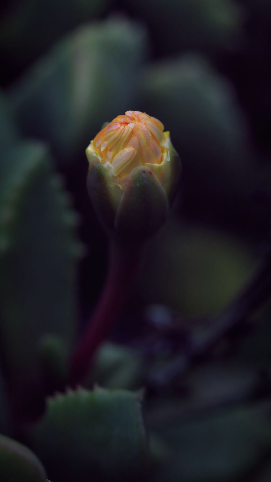 938x1668 Wallpaper flower, bud, macro, dark