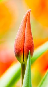 Preview wallpaper flower, bud, macro, orange