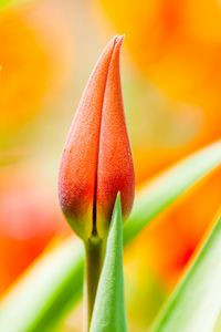 Preview wallpaper flower, bud, macro, orange