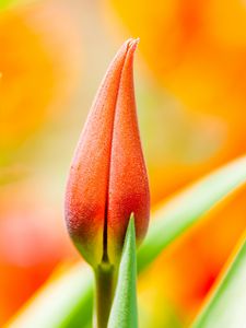 Preview wallpaper flower, bud, macro, orange