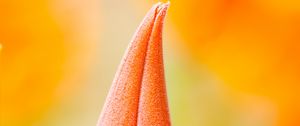 Preview wallpaper flower, bud, macro, orange