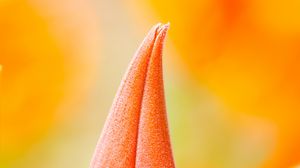 Preview wallpaper flower, bud, macro, orange