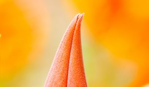 Preview wallpaper flower, bud, macro, orange