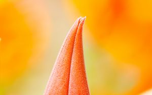 Preview wallpaper flower, bud, macro, orange