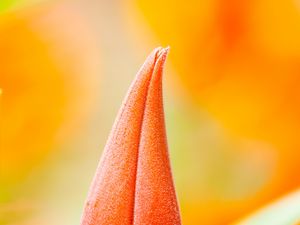 Preview wallpaper flower, bud, macro, orange