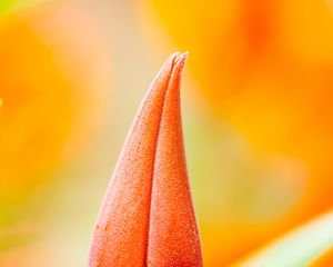 Preview wallpaper flower, bud, macro, orange