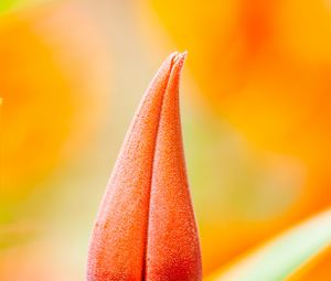 Preview wallpaper flower, bud, macro, orange