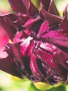 Preview wallpaper flower, bud, macro, petals