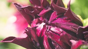 Preview wallpaper flower, bud, macro, petals