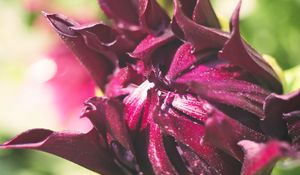 Preview wallpaper flower, bud, macro, petals