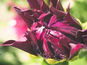 Preview wallpaper flower, bud, macro, petals