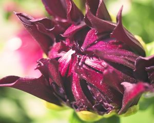 Preview wallpaper flower, bud, macro, petals