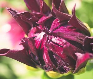 Preview wallpaper flower, bud, macro, petals