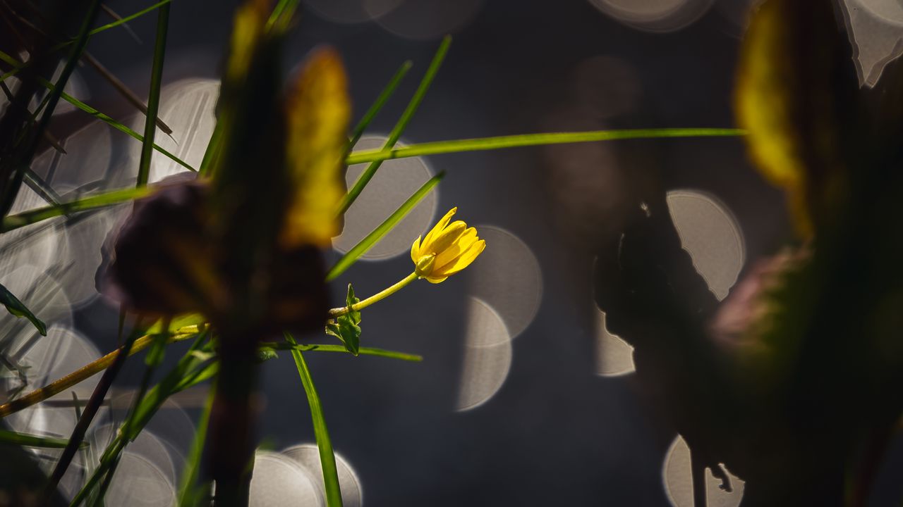 Wallpaper flower, bud, macro, grass, bokeh