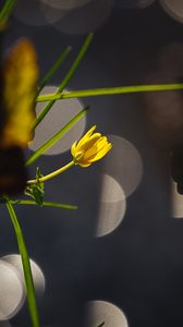 Preview wallpaper flower, bud, macro, grass, bokeh