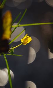 Preview wallpaper flower, bud, macro, grass, bokeh