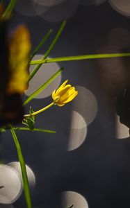 Preview wallpaper flower, bud, macro, grass, bokeh
