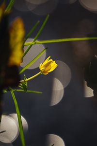 Preview wallpaper flower, bud, macro, grass, bokeh