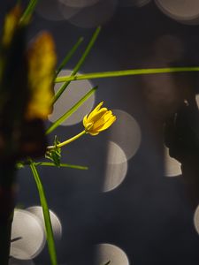 Preview wallpaper flower, bud, macro, grass, bokeh