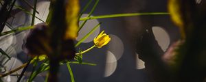 Preview wallpaper flower, bud, macro, grass, bokeh