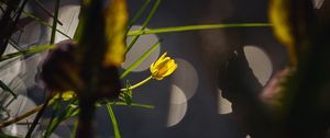 Preview wallpaper flower, bud, macro, grass, bokeh