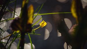 Preview wallpaper flower, bud, macro, grass, bokeh