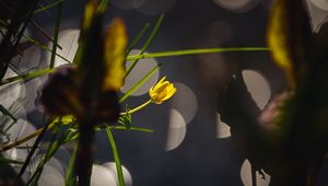 Preview wallpaper flower, bud, macro, grass, bokeh