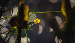 Preview wallpaper flower, bud, macro, grass, bokeh