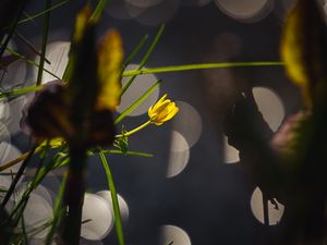 Preview wallpaper flower, bud, macro, grass, bokeh