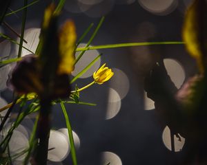 Preview wallpaper flower, bud, macro, grass, bokeh