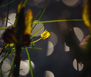 Preview wallpaper flower, bud, macro, grass, bokeh