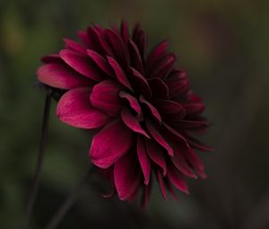 Preview wallpaper flower, bud, petals, blur