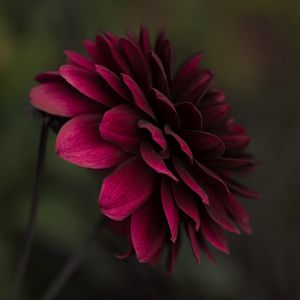 Preview wallpaper flower, bud, petals, blur