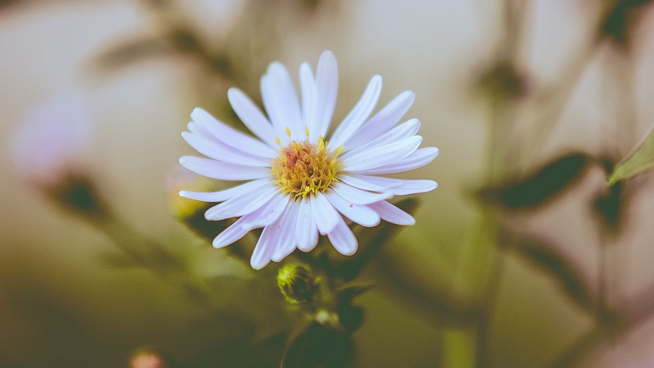 Wallpaper flower, bud, petals, blur