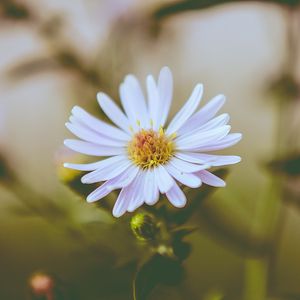 Preview wallpaper flower, bud, petals, blur