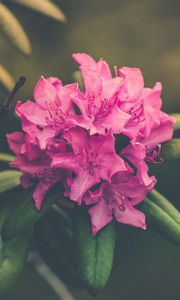 Preview wallpaper flower, bud, petals, bright