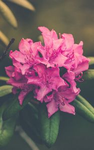 Preview wallpaper flower, bud, petals, bright
