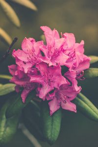 Preview wallpaper flower, bud, petals, bright