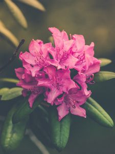Preview wallpaper flower, bud, petals, bright