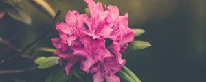 Preview wallpaper flower, bud, petals, bright